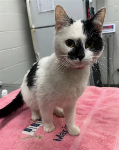 A young small-sized female Domestic Short Hair cat named Squiggles for adoption in Peoria, IL