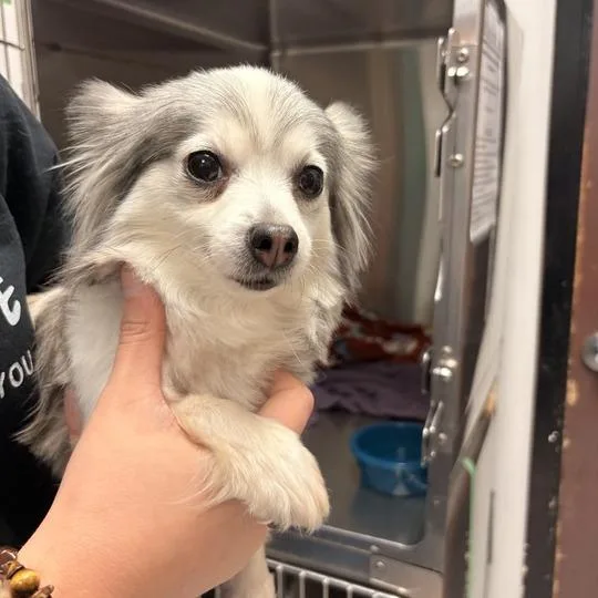 An adult small-sized female White / Cream Mixed Breed dog named Cleopatra for adoption in Davenport, IA
