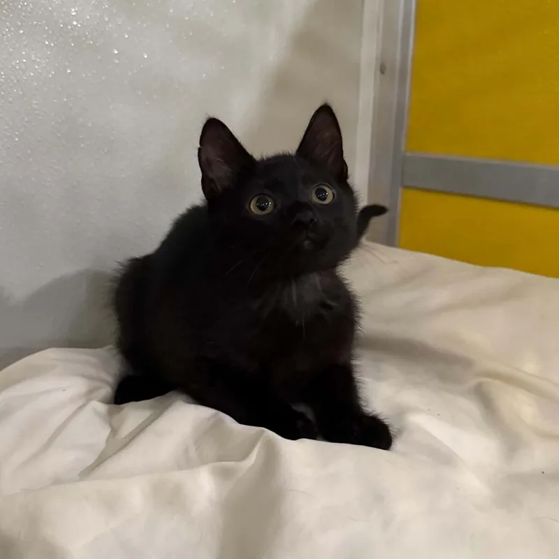 A baby medium-sized female Black Domestic Short Hair cat named Tortellini for adoption in Penn Yan, NY