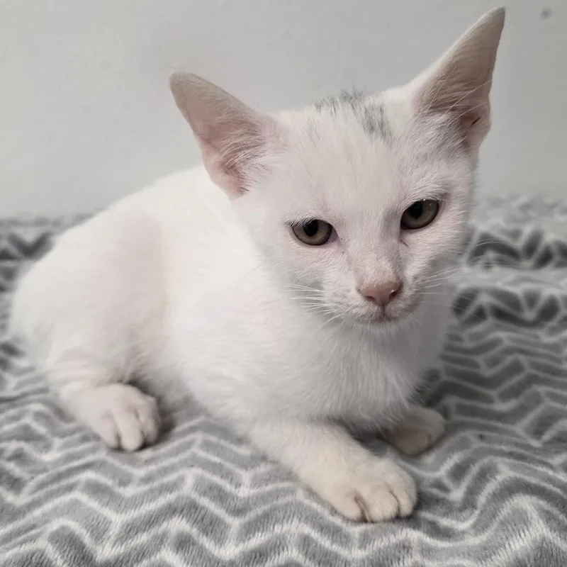 A baby medium-sized female Domestic Short Hair cat named Filly for adoption in Wiggins, MS