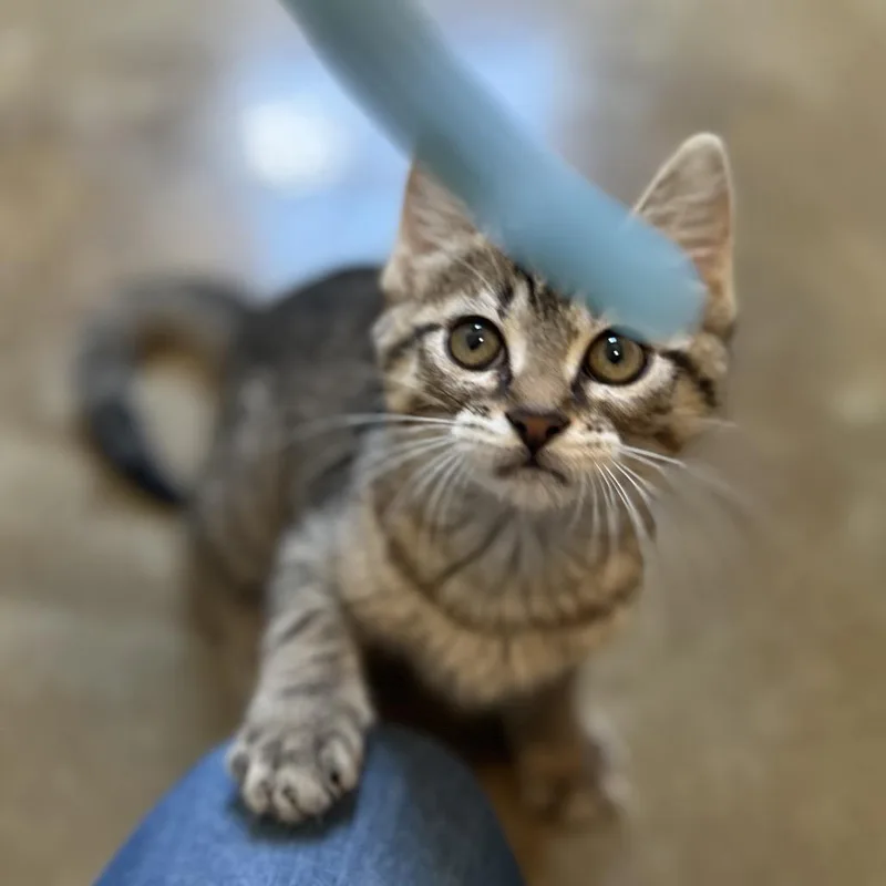 A baby small-sized female Brown / Chocolate Domestic Short Hair cat named Jade for adoption in Green Bay, WI
