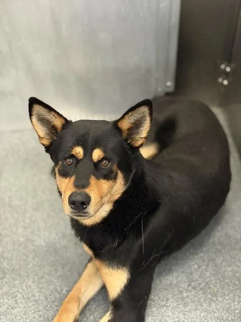An adult large-sized male Doberman Pinscher dog named Max for adoption in Dallas, TX