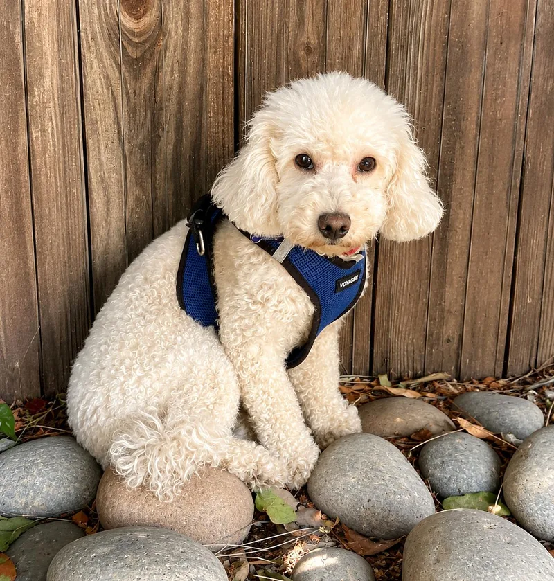 An adult small-sized female Poodle dog named Chai for adoption in Palo Alto, CA