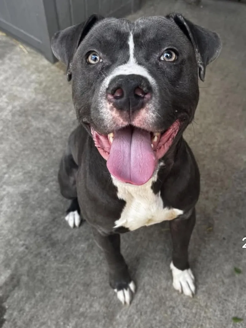 An adult medium-sized male Gray / Blue / Silver Pit Bull Terrier dog named Raider for adoption in Chicago, IL