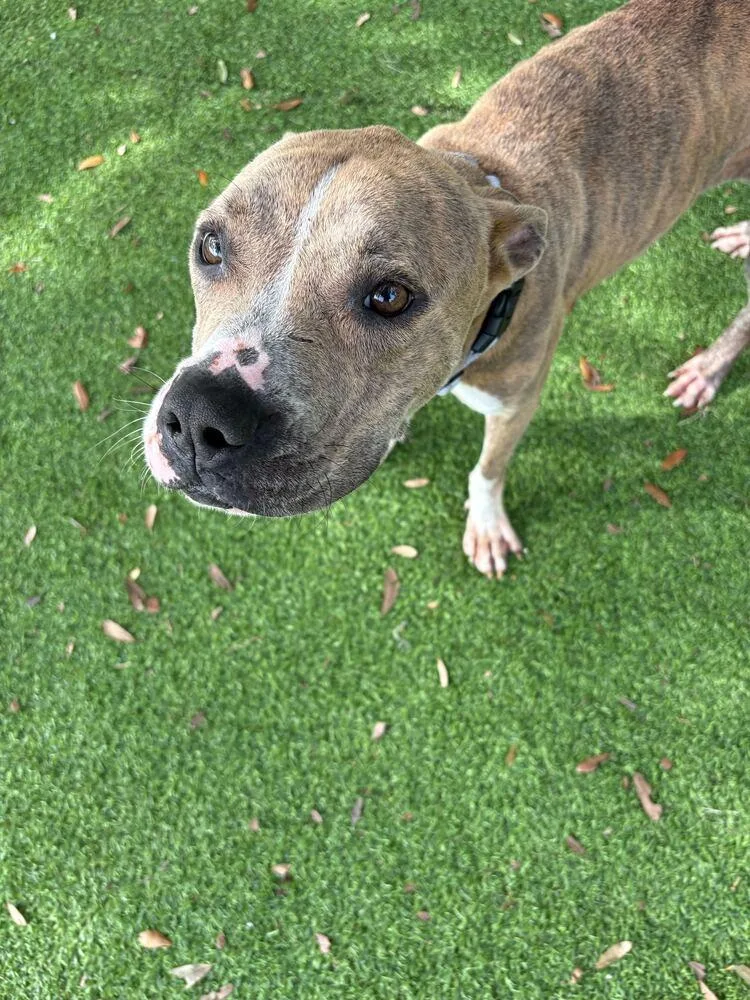 An adult medium-sized female Brindle American Bulldog dog named Mandy Monday for adoption in Lakeland, FL