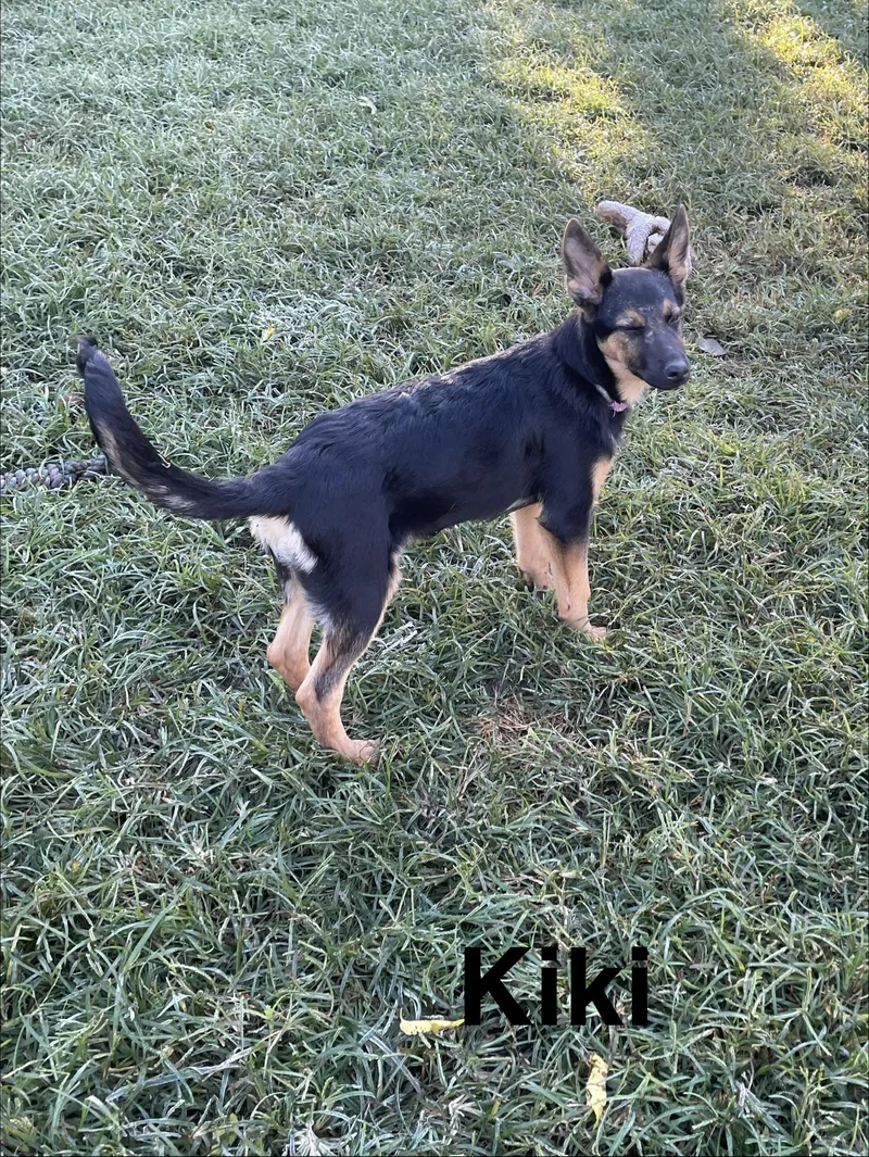 A baby large-sized female German Shepherd Dog dog named Kiki for adoption in Topeka, KS