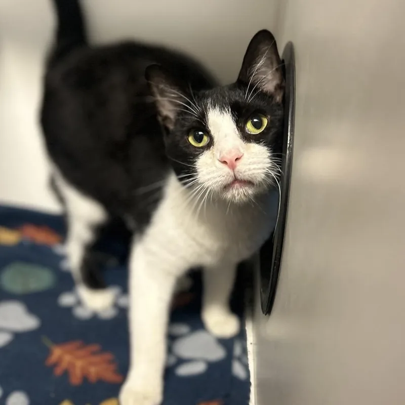 A young medium-sized female Black Domestic Short Hair cat named Shirley Temple for adoption in Troy, IL