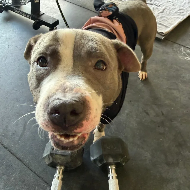 An adult medium-sized female Gray / Blue / Silver Pit Bull Terrier dog named Phyllis D for adoption in Minneapolis, MN