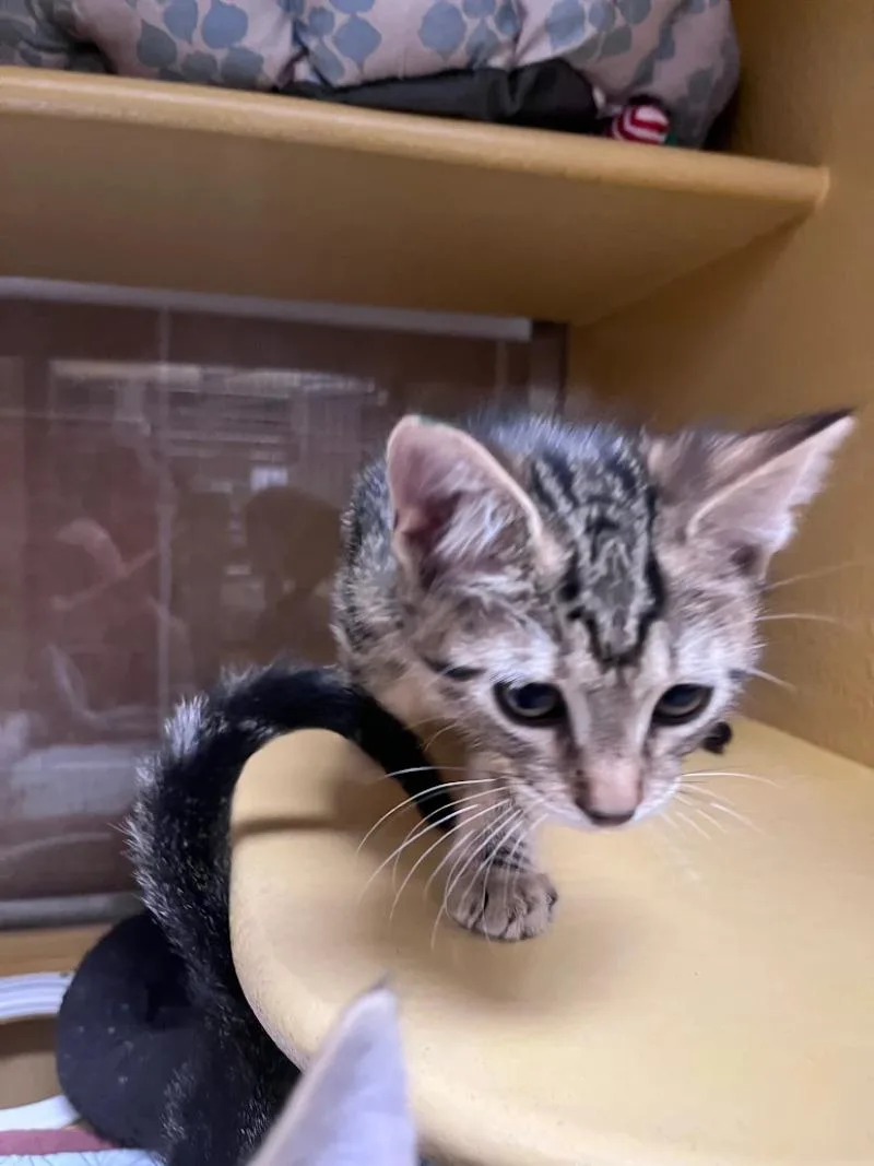A young medium-sized male Brown / Chocolate Domestic Short Hair cat named Lewis for adoption in Fort Collins, CO