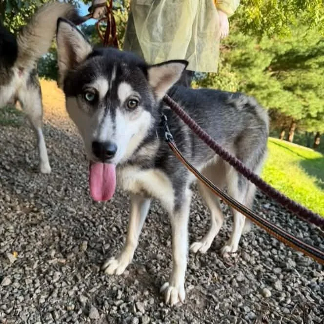 An adult medium-sized female Siberian Husky dog named Inook for adoption in Phoenixville, PA