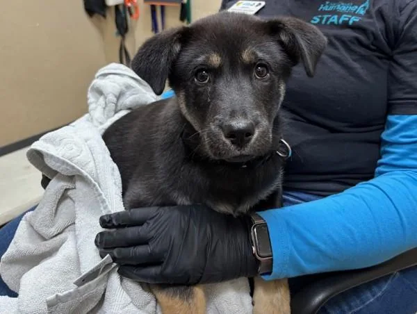 A young large-sized male German Shepherd Dog dog named Scar for adoption in Oceanside, CA