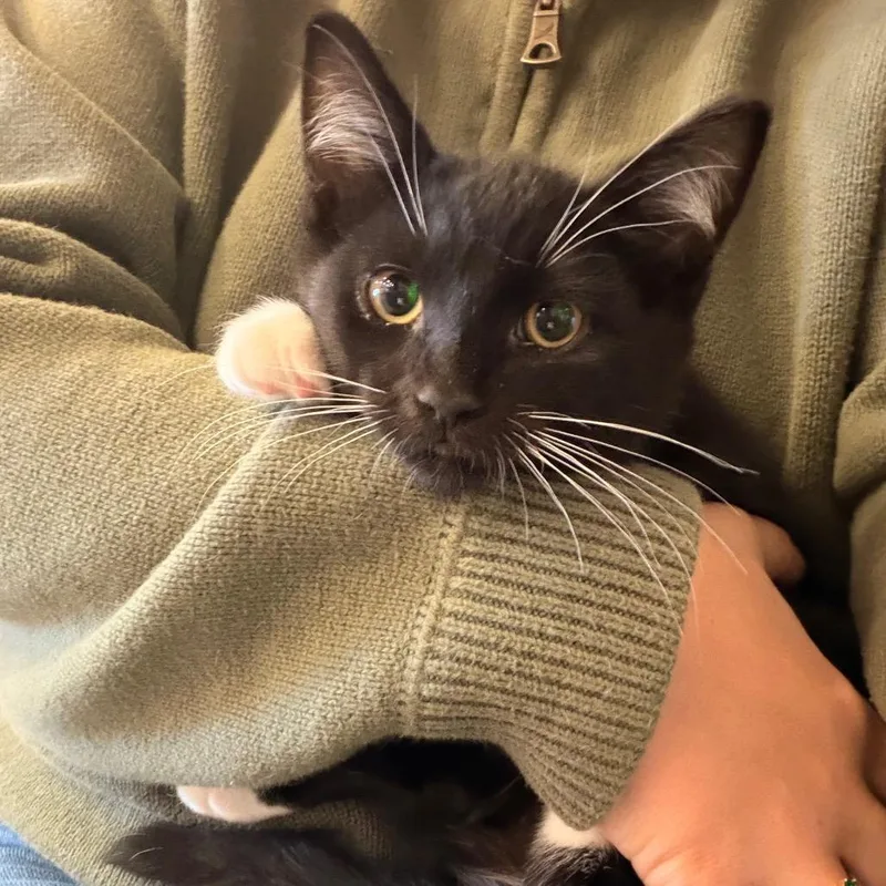 A baby small-sized male Domestic Short Hair cat named Fern for adoption in Spokane, WA