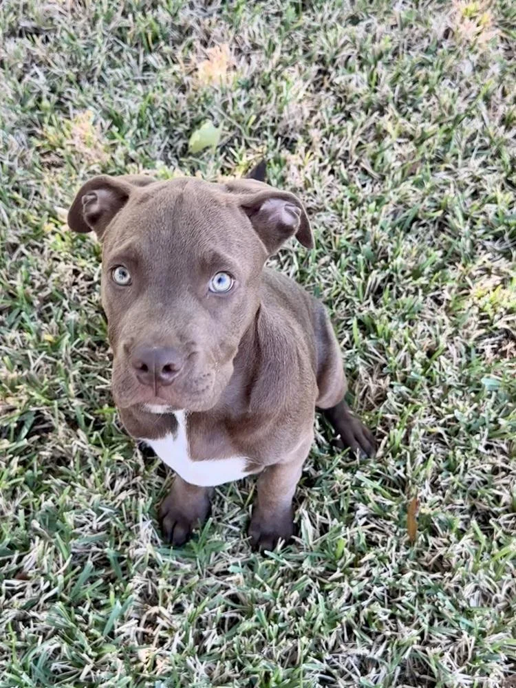 A baby medium-sized male Red / Chestnut / Orange Pit Bull Terrier dog named Phoenix for adoption in Silsbee, TX