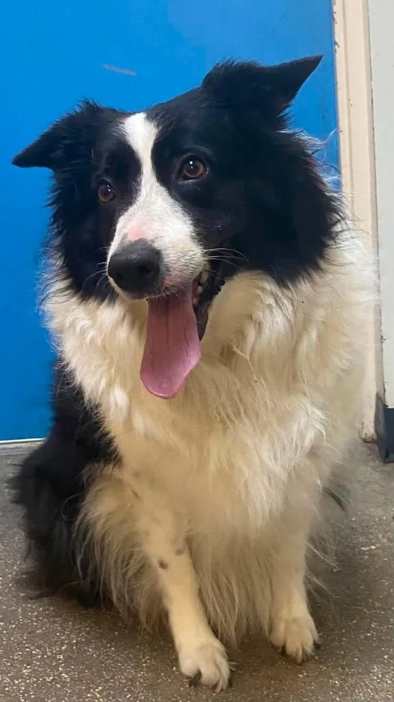 An adult large-sized female Border Collie dog named Bunny Rabbit for adoption in Ocala, FL