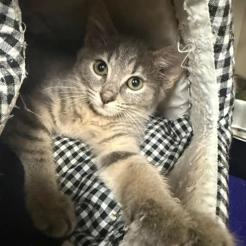 A young medium-sized female Tabby cat named Quartz for adoption in Greensboro, NC