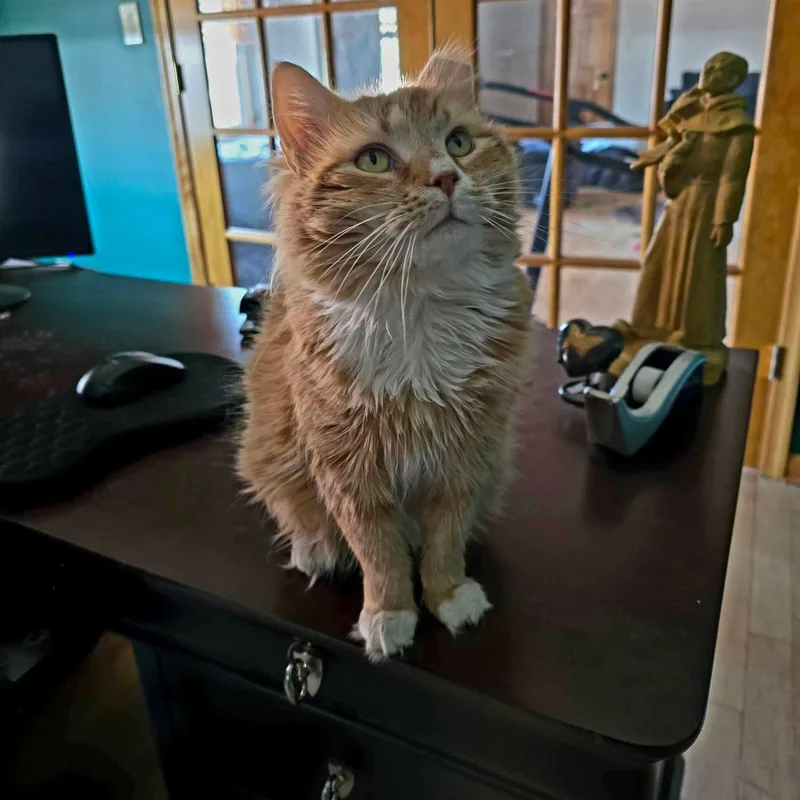 An adult medium-sized female Orange & White Domestic Long Hair cat named Hazel for adoption in Sewell, NJ