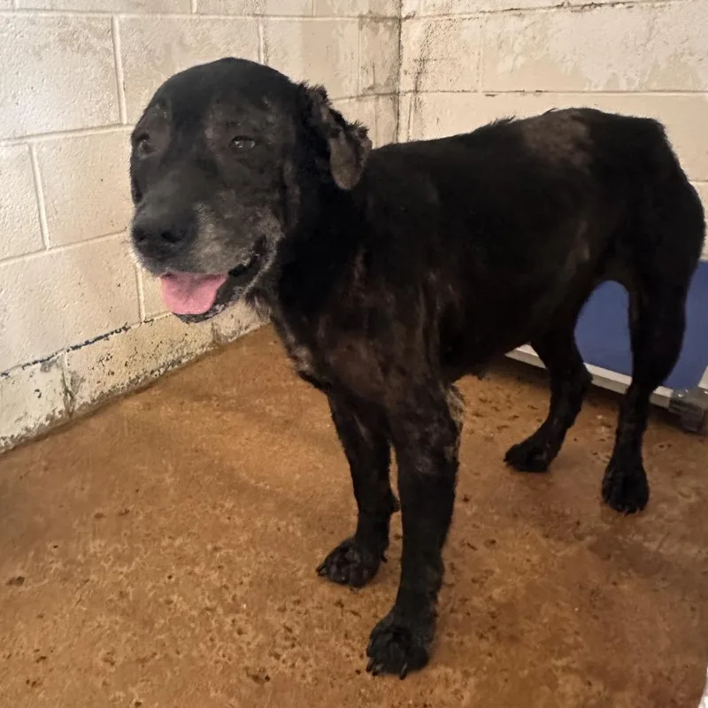 A senior medium-sized female Black Labrador Retriever dog named Indy for adoption in Edinburg, TX