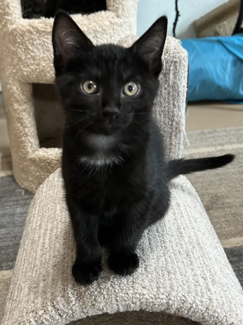 A baby medium-sized male Domestic Short Hair cat named Iddo for adoption in Jeffersonville, IN