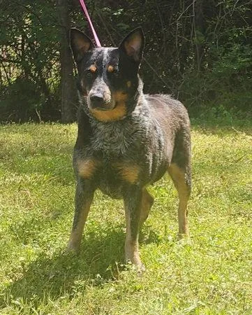 An adult medium-sized female Australian Cattle Dog / Blue Heeler dog named Bama for adoption in Wetumpka, AL