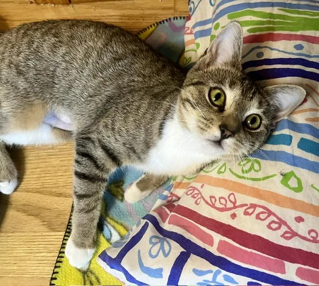 A young medium-sized female Tabby (Brown / Chocolate) Domestic Short Hair cat named Tigerlily for adoption in Rocky Hill, CT