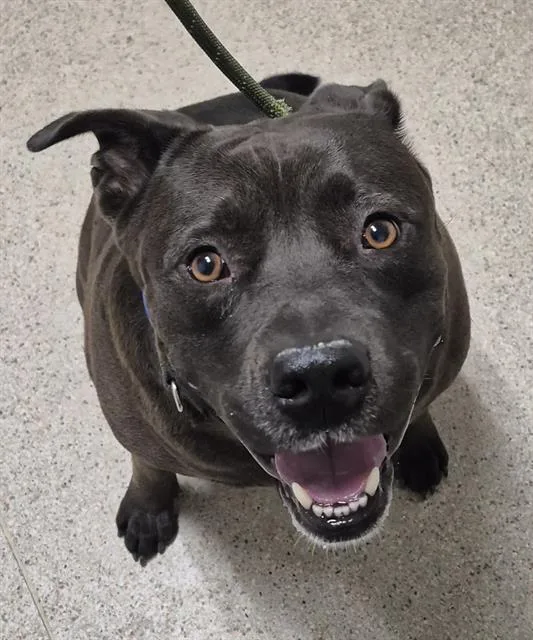 An adult large-sized male Pit Bull Terrier dog named Emmet for adoption in Bakersfield, CA