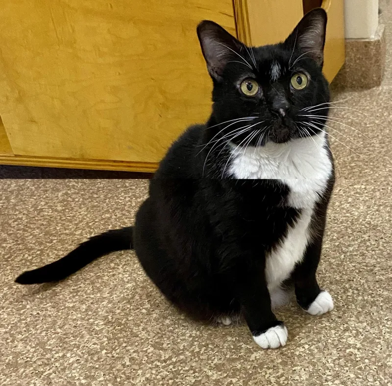An adult large-sized male Black & White / Tuxedo Domestic Medium Hair cat named Mr. Myagi for adoption in Manitou Springs, CO