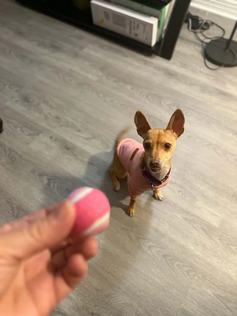 An adult small-sized female Jack Russell Terrier dog named Riley Jade for adoption in Raleigh, NC