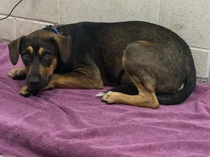 A young large-sized male Black Mixed Breed dog named Linus for adoption in Kansas City, MO