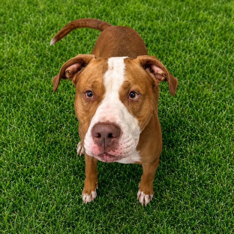An adult large-sized male Yellow / Tan / Blond / Fawn Mixed Breed dog named Tuck for adoption in Binghamton, NY