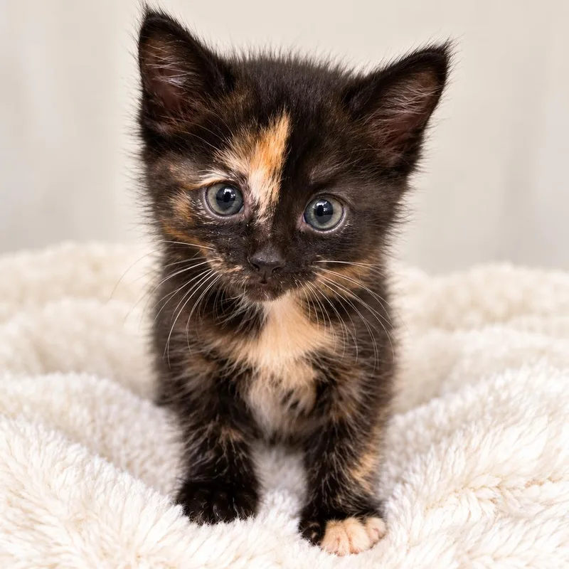 A baby small-sized female Domestic Short Hair cat named Caramel for adoption in Homer Glen, IL