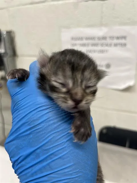 A baby small-sized female Domestic Short Hair cat named Truffles for adoption in Chula Vista, CA