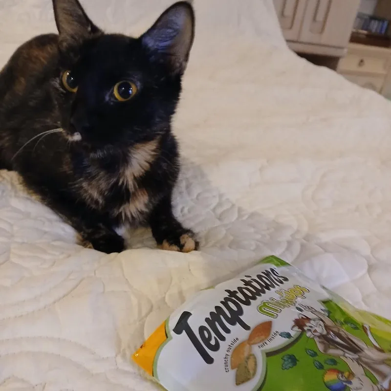 A young medium-sized female Tortoiseshell Domestic Short Hair cat named Alexandria for adoption in Springfield, IL