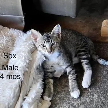 A baby small-sized male Tabby (Gray / Blue / Silver) Domestic Short Hair cat named Sox for adoption in Orange, CA