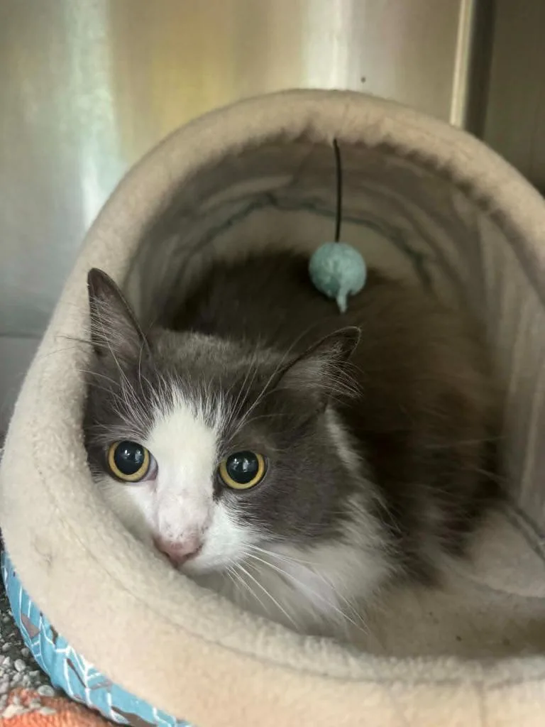 A senior medium-sized female Domestic Long Hair cat named Ellie for adoption in Marion, OH