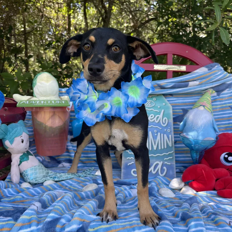 A baby small-sized female Miniature Pinscher dog named Shi for adoption in Sebring, FL