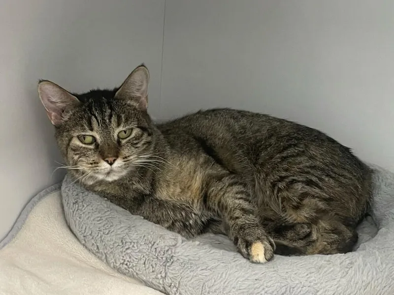A young medium-sized female Tabby (Brown / Chocolate) Domestic Short Hair cat named Eve for adoption in Trenton, ME