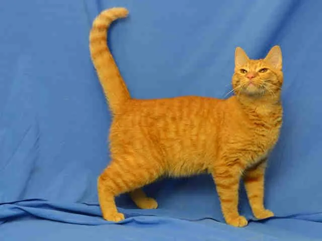A senior medium-sized male Domestic Short Hair cat named Grahm for adoption in Saint Louis, MO