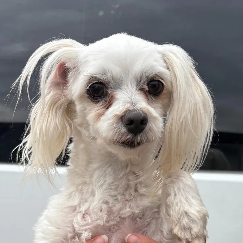 An adult small-sized female White / Cream Maltese dog named Crystal for adoption in Northbrook, IL