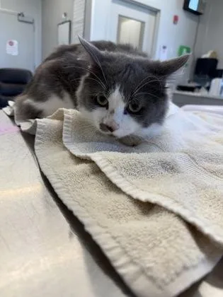 An adult medium-sized male Domestic Medium Hair cat named Randy for adoption in Lafayette, IN