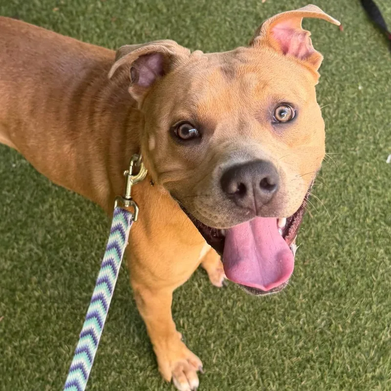 A young medium-sized male Yellow / Tan / Blond / Fawn Mixed Breed dog named Tank for adoption in Asheville, NC