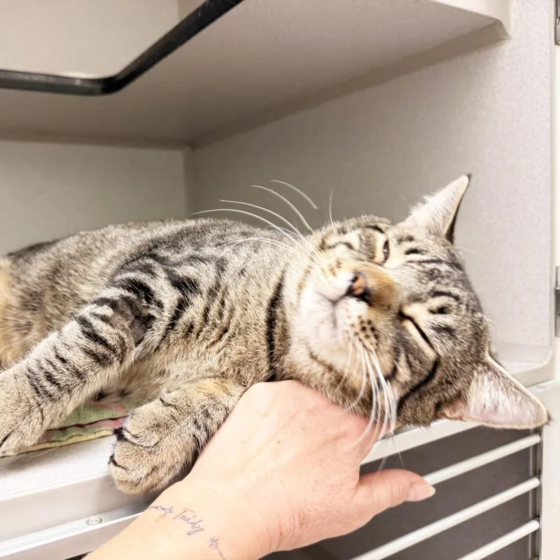 An adult extra large-sized male Brown / Chocolate Domestic Short Hair cat named Bubba for adoption in Oshkosh, WI