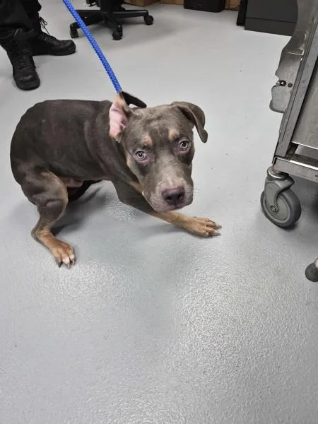 A young medium-sized male Pit Bull Terrier dog named Pen  Carlton for adoption in Lawrenceville, GA