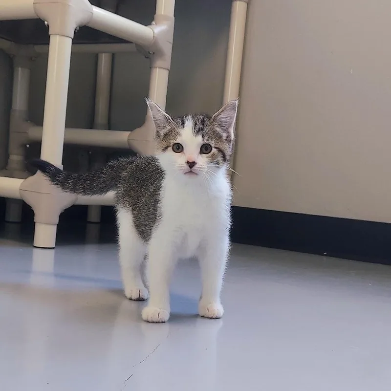 A baby small-sized female Gray / Blue / Silver Domestic Short Hair cat named Molly for adoption in Ponca City, OK