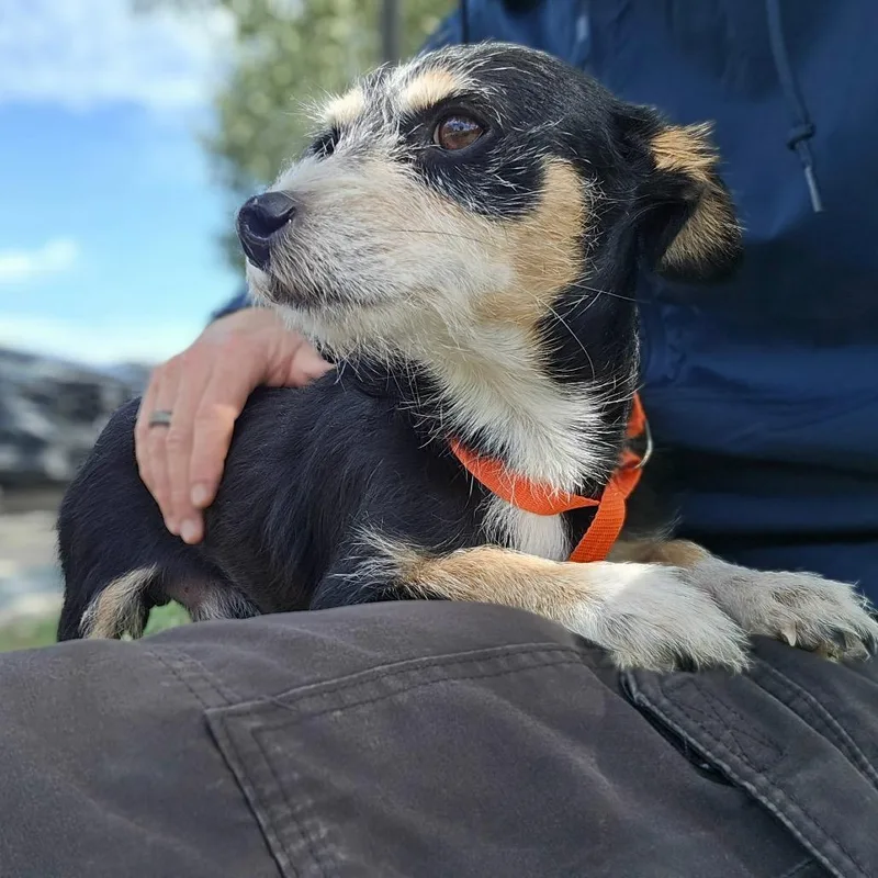 An adult small-sized male Black Terrier dog named Wolfie for adoption in Wimberley, TX
