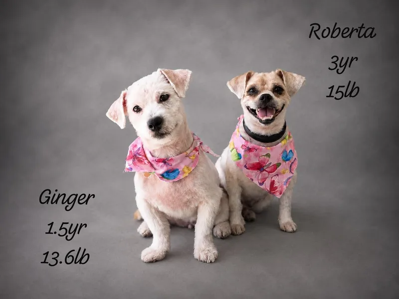 A young small-sized female White / Cream Mixed Breed dog named Ginger And Roberta for adoption in New York, NY