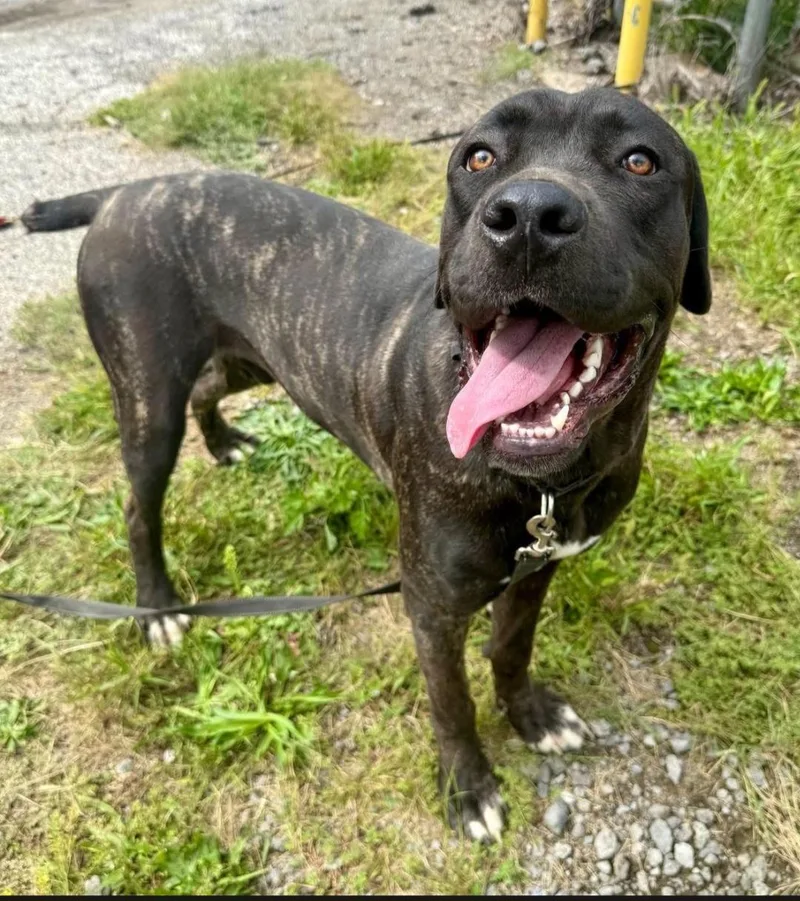 Roscoe