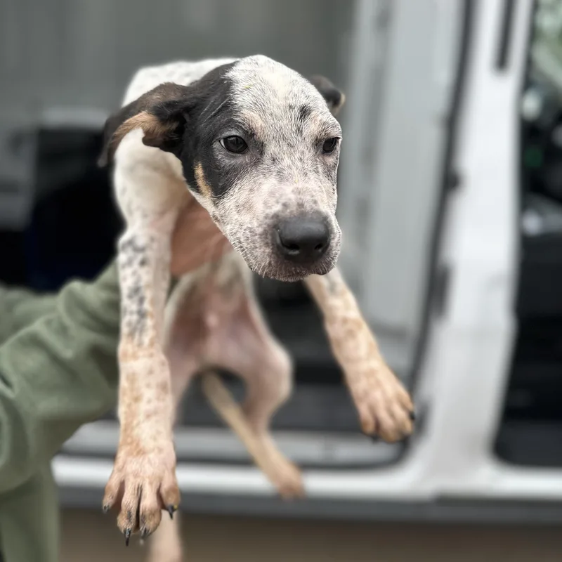 Fidget Spinner thumbnail 2