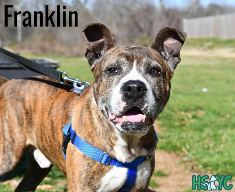 Franklin thumbnail 2