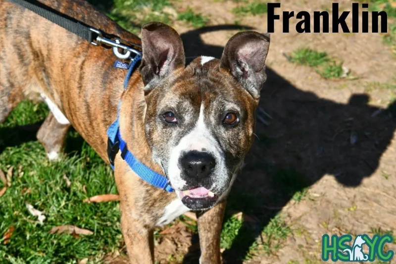 Franklin thumbnail 3