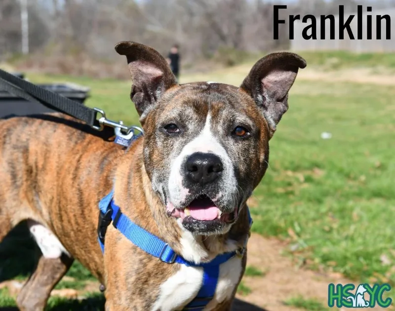 Franklin thumbnail 4